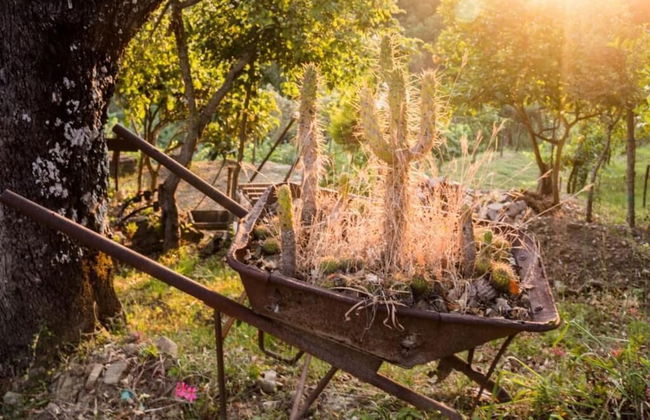 Casale I Cirillo: Primula & Iberide Florida - Foto 46