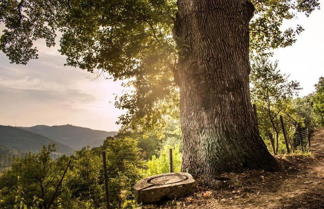 Casale I Cirillo: Primula & Iberide Florida - Foto 48