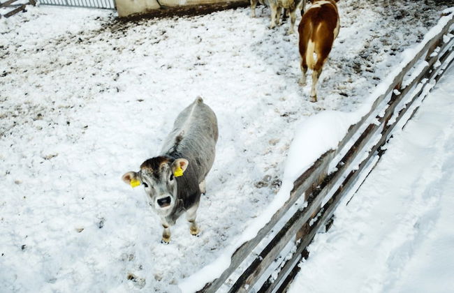 Apartment in Kaunerberg Near Ski Resort - Foto 19