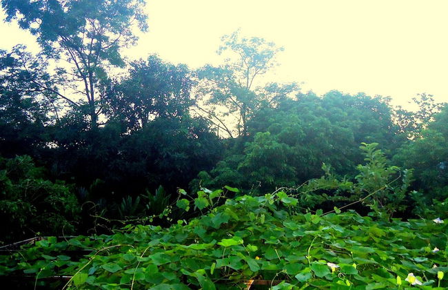 Green Space Homestay - Foto 32