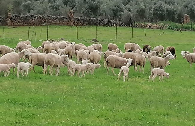 Cortijo Vizconde - Foto 63