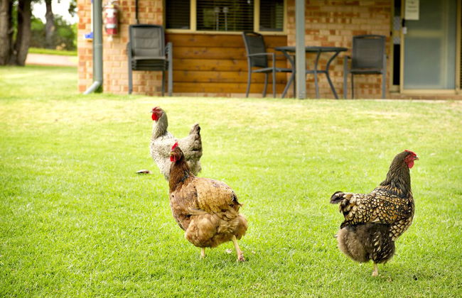 Peppermint Brook Cottages - Foto 10