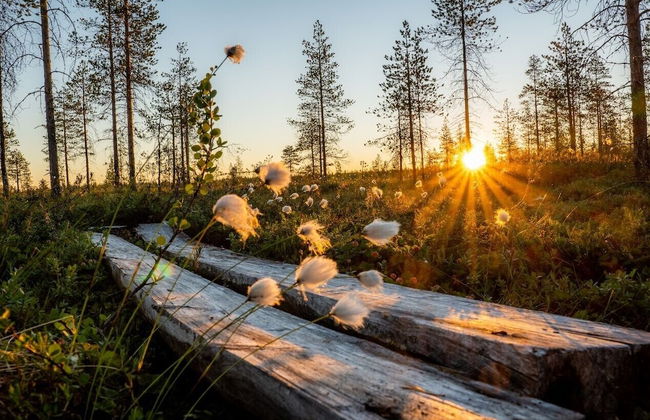 Metsä Kolo - Photo 1