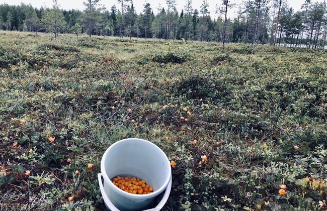 Metsä Kolo - Photo 44