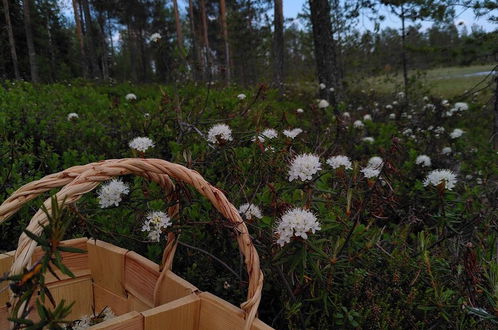 Foto 43 - Metsä Kolo