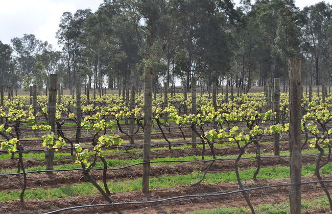 Bracken Ridge Villas - Foto 44