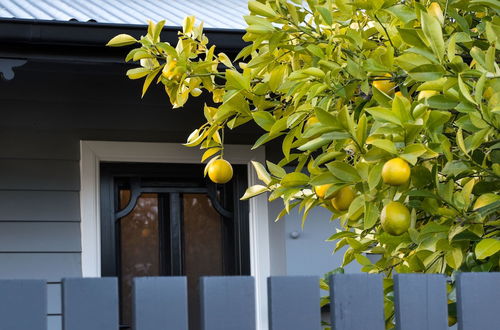 Photo 16 - The Lemontree