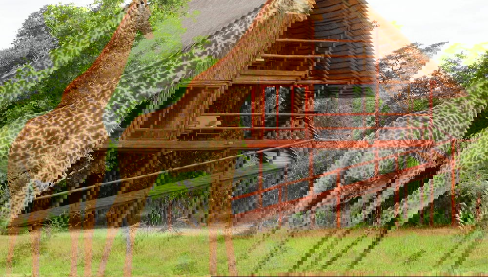 Image principale