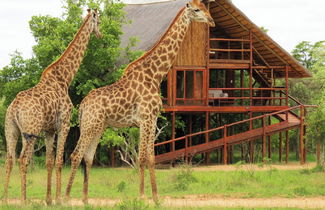 Photo 1 - Pezulu Tree House Lodge