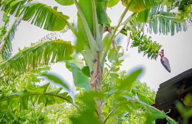Nilaveli Beach Inn - Foto 19