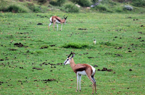 Photo 53 - Assegaaibosch Country Lodge