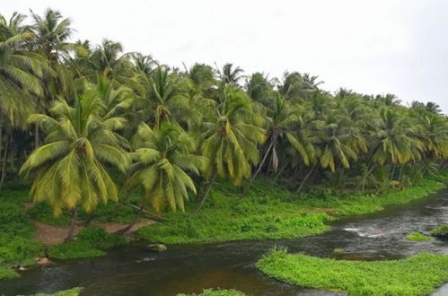 Photo 11 - Room in Lodge - Royal Cottage, Anaimalai