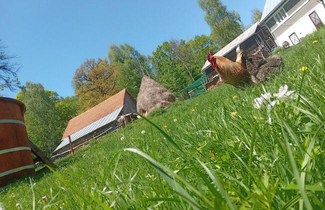 Room in Guest Room - Idylic Family Sejour With Hottube in Green Land - Foto 47