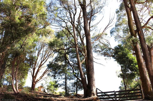 Photo 49 - Compass Hut