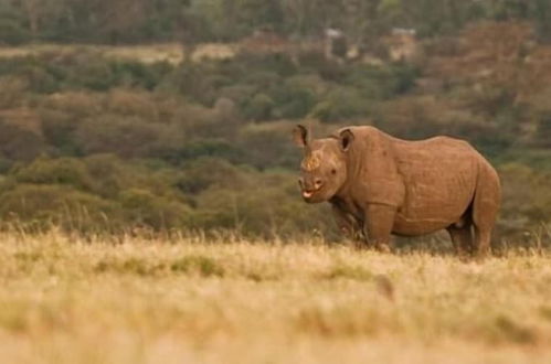 Photo 20 - Ol Pejeta Holiday Villas