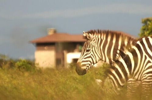 Photo 15 - Ol Pejeta Holiday Villas