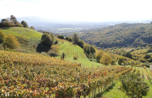 Vineyard cottage Janko in Metka - Foto 15