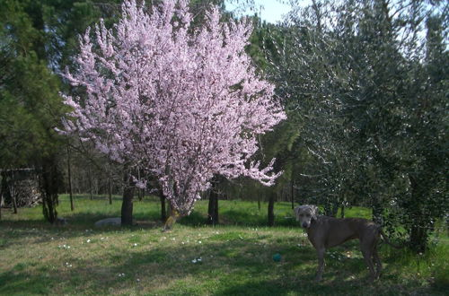 Photo 18 - Il Cigliere Your Holiday Home in the Heart of Tuscany