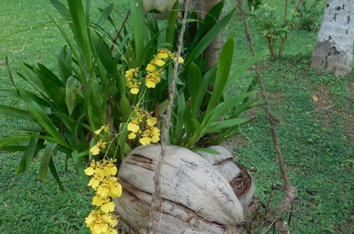 Photo 26 - Coconut Treehouse