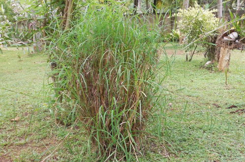 Photo 19 - Coconut Treehouse