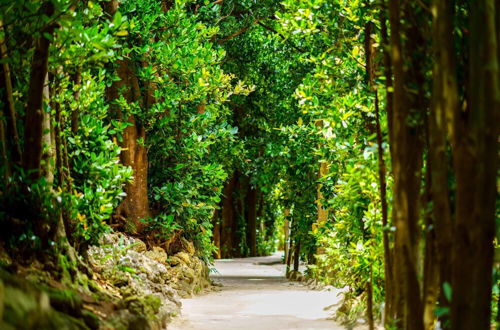 Photo 24 - Matayoshi Coffee Farm