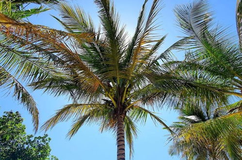 Foto 16 - Sand Beach Palm Residence
