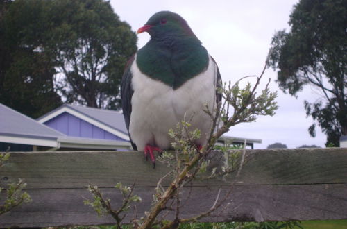 Foto 5 - Catlins Newhaven Holiday Park