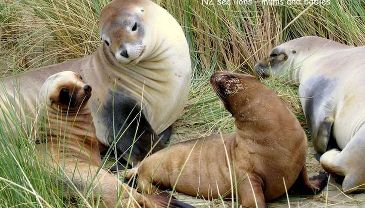 Photo 1 - Catlins Newhaven Holiday Park