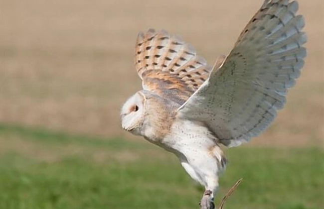 Falcons Nest - Foto 21