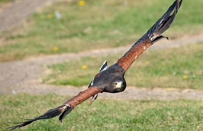 Falcons Nest - Foto 23