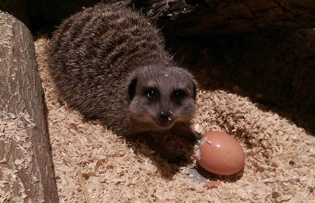 Falcons Nest - Foto 22