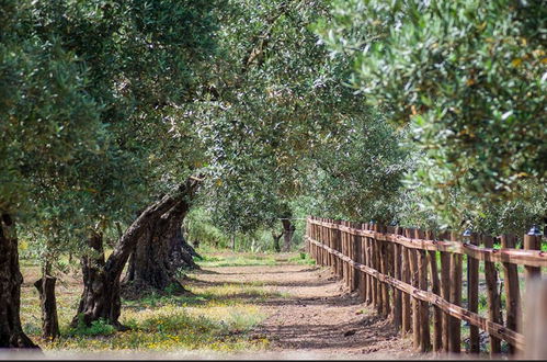 Foto 30 - Feudo delle Querce