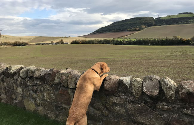 East Cottage, Parbroath Farm Near Cupar in Fife - Foto 21