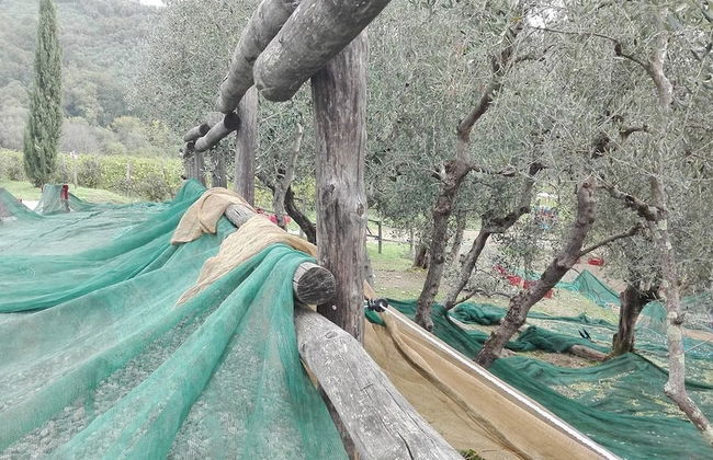 Fattoria di Fubbiano - Foto 22
