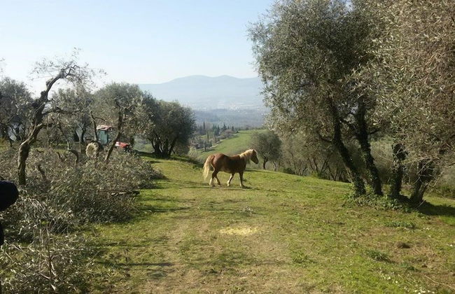Fattoria di Fubbiano - Foto 19