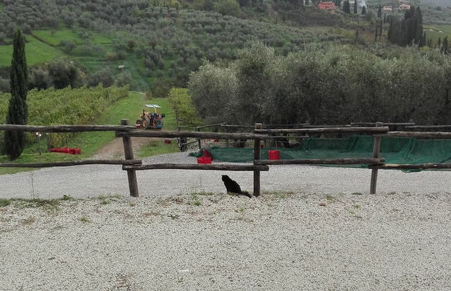 Fattoria di Fubbiano - Foto 18