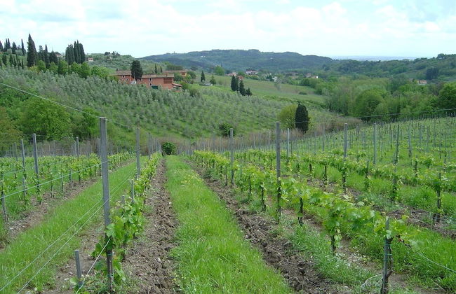 Fattoria di Fubbiano - Foto 12