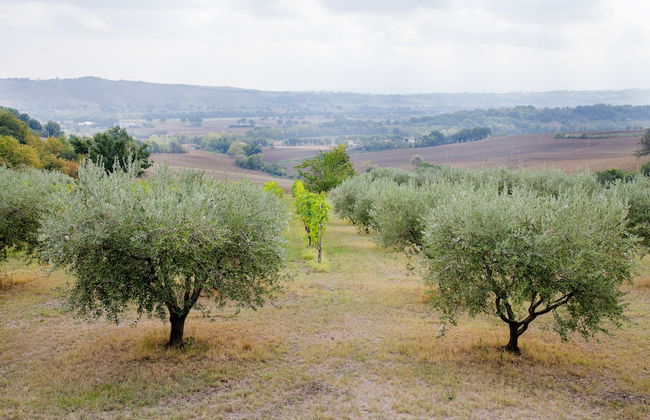 Home set in Olive Grove With Stunning Views - Foto 37