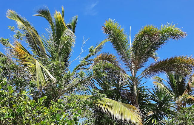 Gîte Cannelle - Foto 36