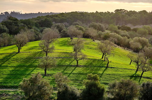 Foto 55 - Finca Sa Bastida Luxury Retreat & Spa - Adults Only