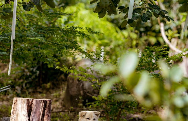 Du An Garden Retreat Forest - Foto 10