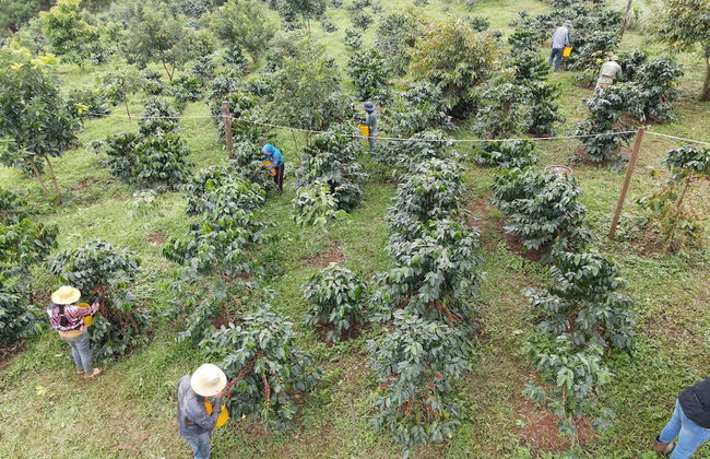 PIDA COFFEE FARM LODGE - Foto 67