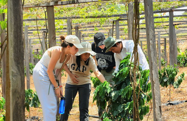 PIDA COFFEE FARM LODGE - Foto 36