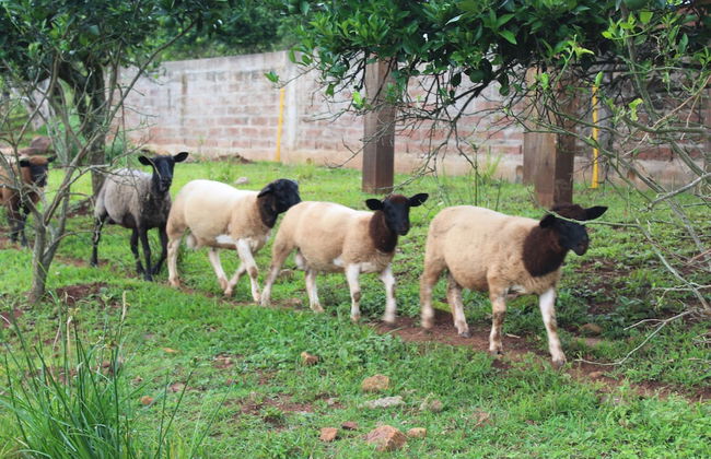 Pousada Vila Felicita - Foto 31