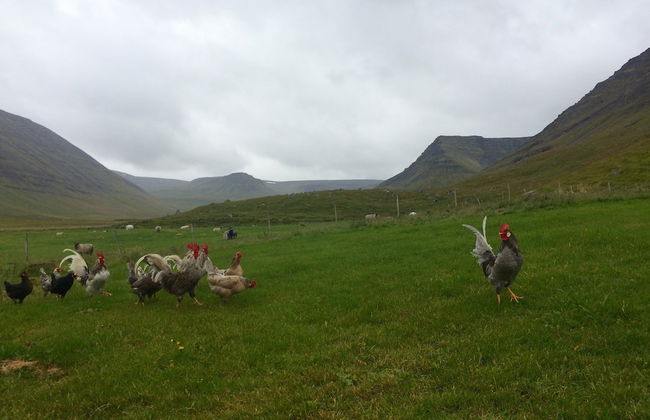 Sæból Farm - Foto 14
