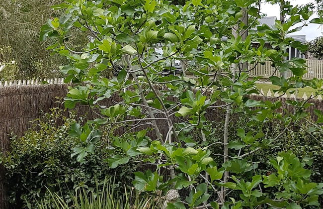Healesville House - Fig Tree House - Foto 18