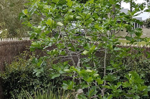 Photo 18 - Healesville House - Fig Tree House