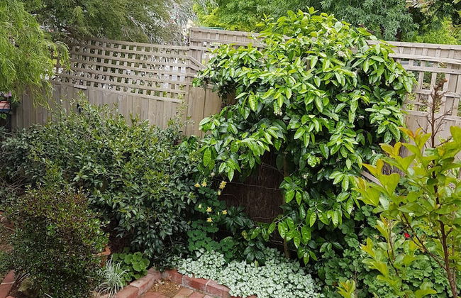 Healesville House - Fig Tree House - Foto 21