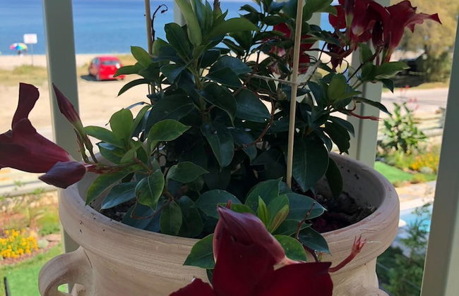 Sea and Sun Luxury Pools' Villas - Photo 57