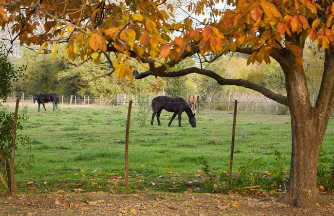 Hestia at San Antonio de Areco - Foto 57